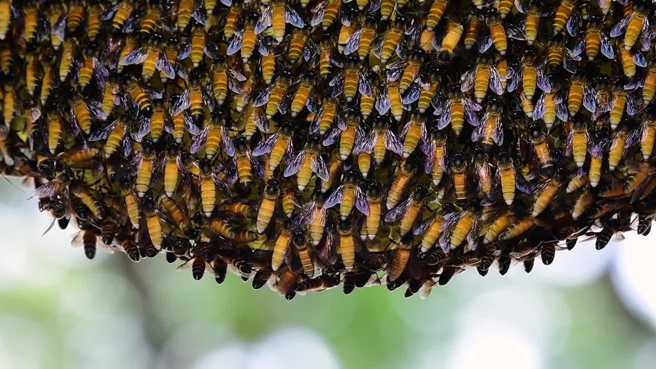se sabe que las abejas melíferas gigantes construyen grandes colonias de nidos con bolsillos simétricos hechos de cera para almacenar miel como fuente de alimento.
