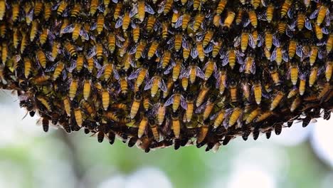 giant honey bees are known to build large colonies of nest with symmetrical pockets made of wax for them to store honey as their food source