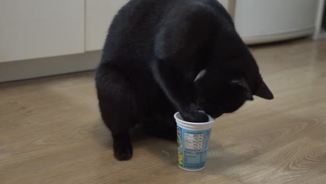 cat is drinking milk from plastic glass by licking and grooming her leg fingers