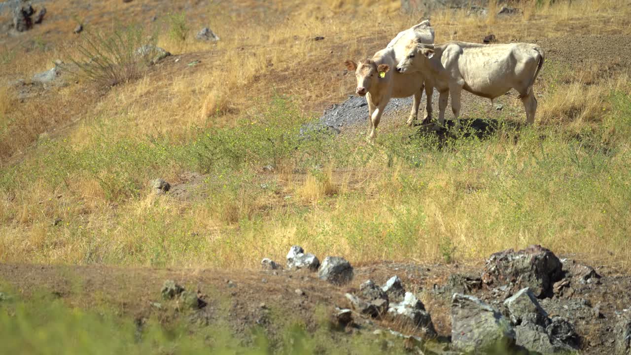 4k ganado pastando en la ladera en el calor del verano