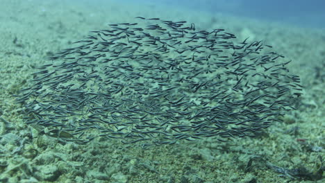 Cat-Fisg-School-forming-shape-of-Giant-fish-as-a-self-defense-technique-and-camouflaging