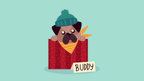 cute little dog in gift with christmas suit