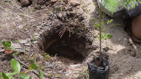 Primer-Plano,-De,-Mujer,-Plantar,-Un,-árbol,-En,-Un,-Bosque