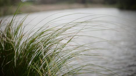 Cañas-Que-Se-Balancean-En-El-Viento-A-Un-Lado-Del-Río