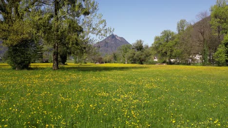 flying low over green field in weesen village during spring season, st