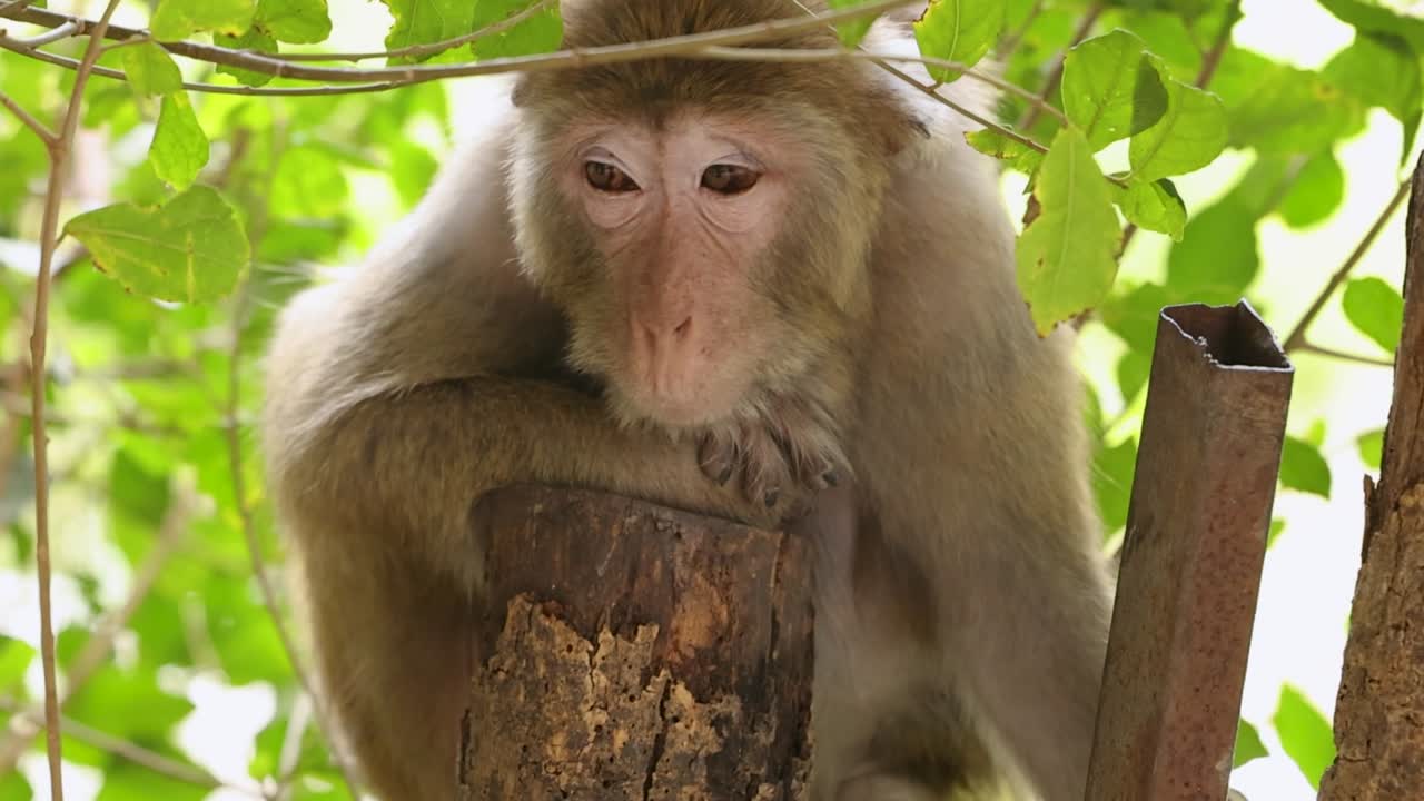 A macaque calmly rests on a tree branch surrounded by lush green leaves.