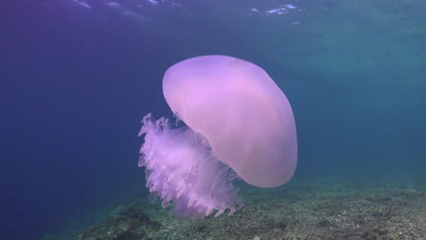 white jellyfish pulsating in the ocean