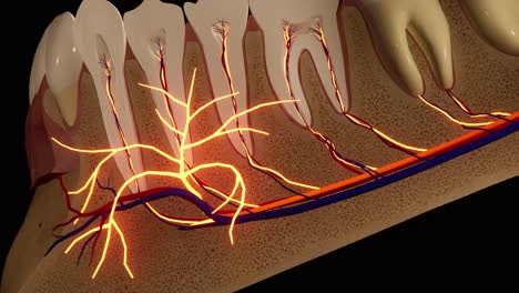 tooth - detail model - 3d model animation on a black background. nerves, cut tooth, arteries.