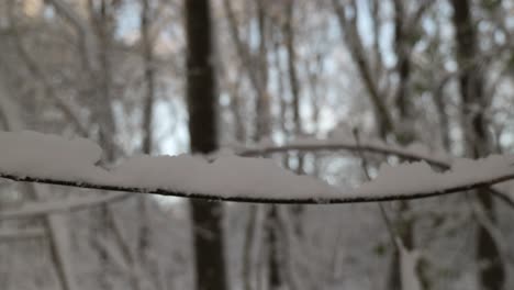 snow lies on branch in forrest