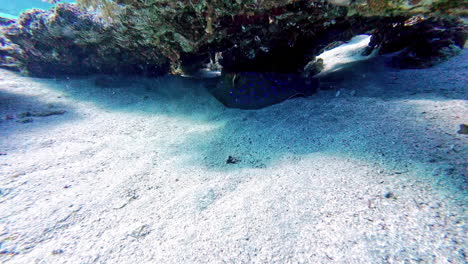 Primer-Plano-De-Una-Raya-Manchada-Descansando-Bajo-Una-Roca-De-Coral-En-El-Suelo-Del-Océano-Pacífico