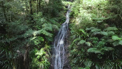 una cascada serena en medio de la exuberante vegetación de la selva tropical