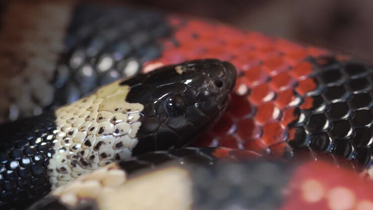 Nærbillede af en Pueblan mælkesnog, Lampropeltis triangulum campbelli, der smager på luften med sin kløftede tunge.