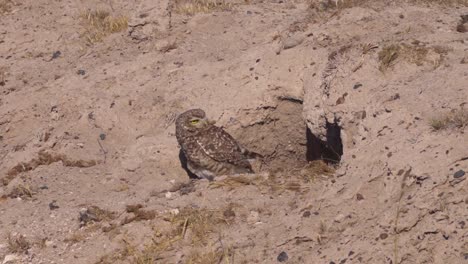 Búho-Pigmeo-Austral-Sentado-Frente-A-La-Cueva-De-La-Casa-En-El-Desierto-Patagónico-Durante-La-Luz-Del-Sol