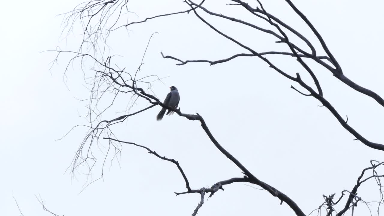 Bird alone in a tree