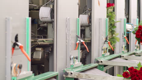 bunches of roses unloading from flower processing machine