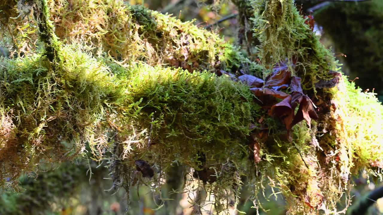 Golden sunlight filters through hanging moss in the rainforest canopy of Olympic National Park