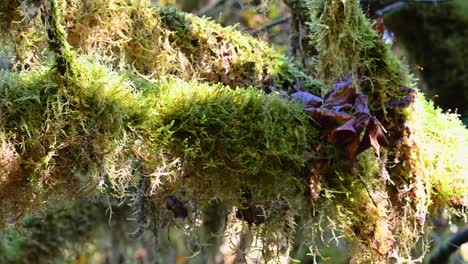 golden sunlight filters through hanging moss in the rainforest canopy of olympic national park