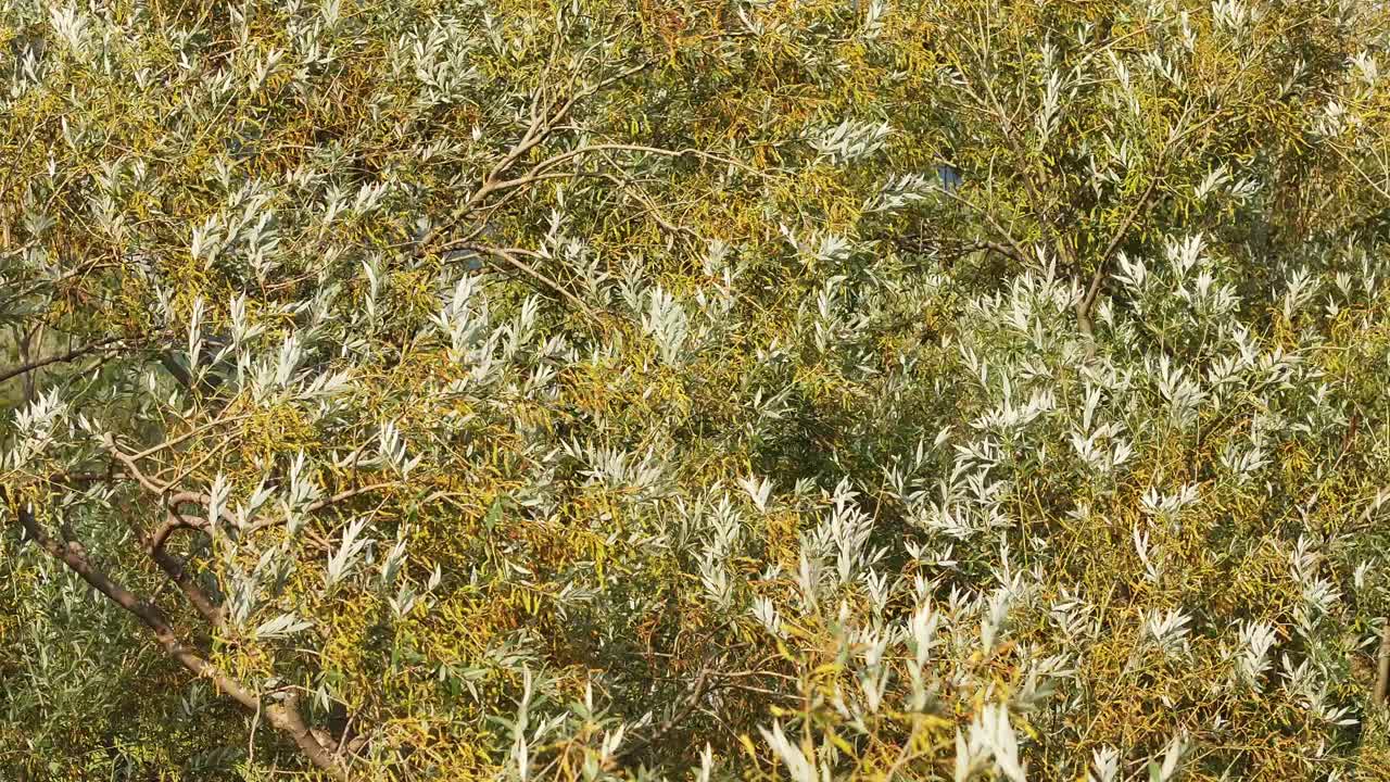 Dense foliage of a tree with green and silvery-yellow leaves