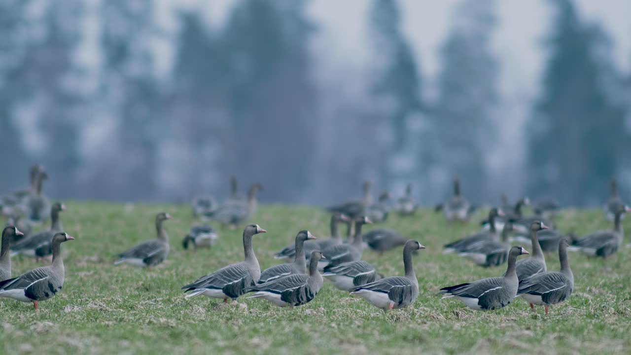 manada de gansos de frente blanca en el prado de hierba seca alimentándose durante la migración de primavera