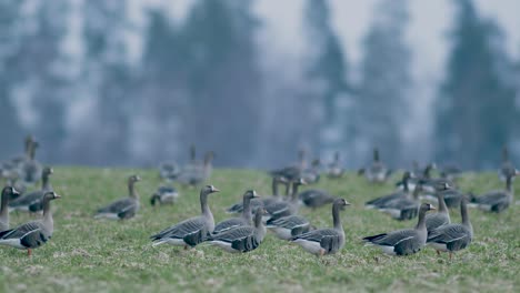 Blässgänse-Strömen-Während-Der-Frühlingswanderung-Auf-Trockenen-Graswiesen-Und-Fressen