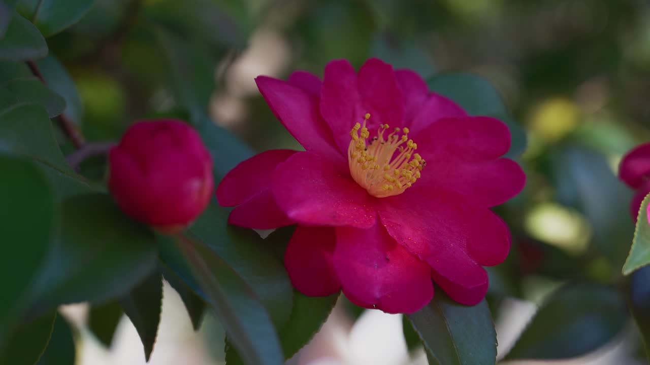 Un bellissimo primo piano di una Camelia Sasanqua rosa in piena fioritura accanto a un giovane bocciolo. Catturato con luce naturale soffusa, che mette in risalto i delicati dettagli floreali in un giardino giapponese.