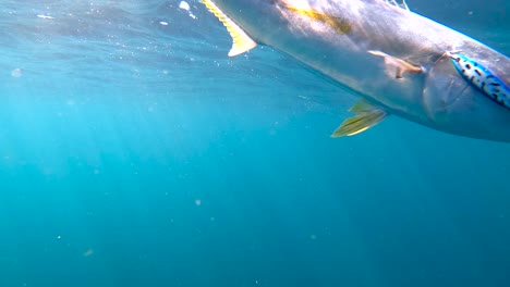 yellowtail fish whips against angler as it is caught up against lure in mouth in open ocean