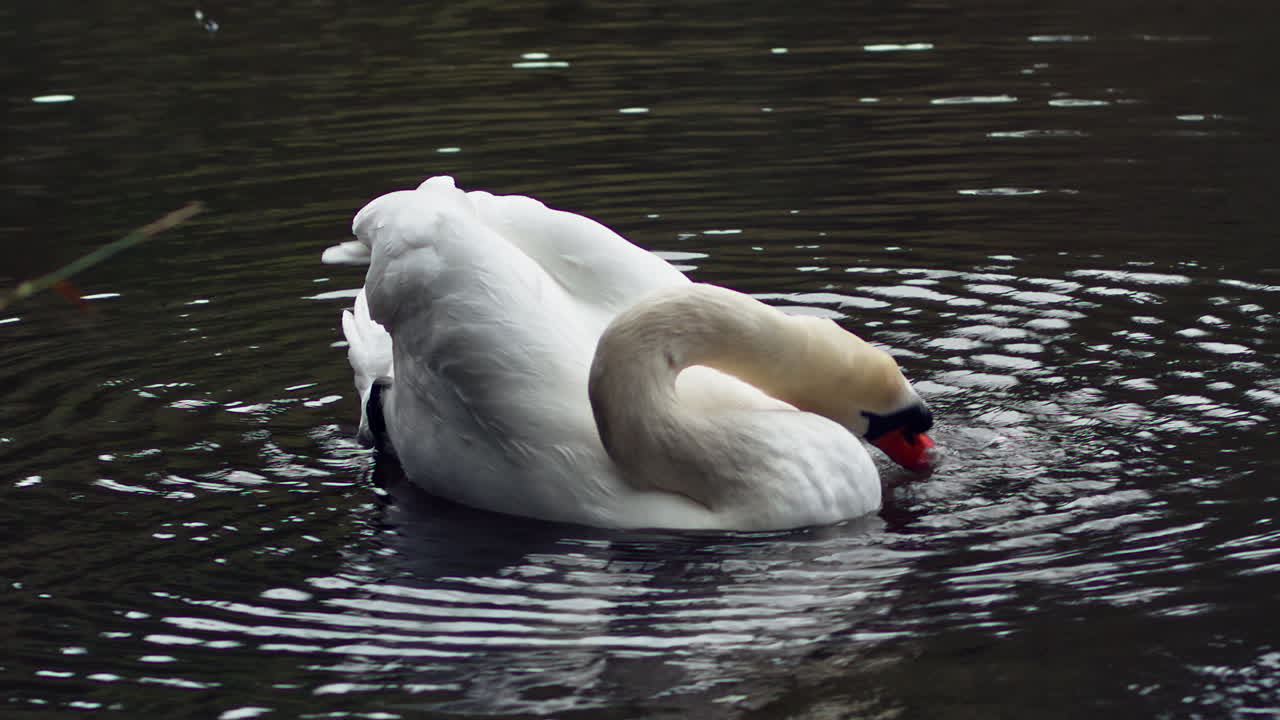 el primer plano de un cisne mudo bebe agua del estanque mientras flota en el parque boscawen en truro, reino unido en otoño