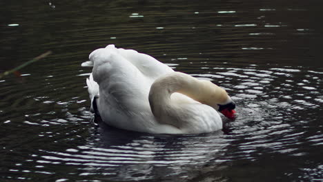 closeup of mute swan drinks water from pond while floating at the boscawen park in truro, uk in autumn