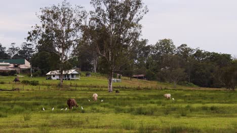 vacas y pájaros coexisten pacíficamente en un vibrante prado