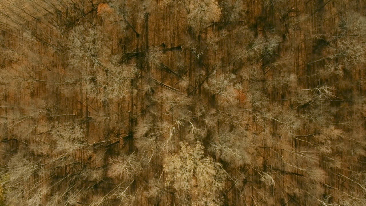 tiro de dron hacia abajo en transición del bosque al campo de trigo cosechado