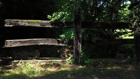 Walking-along-a-wooden-fence