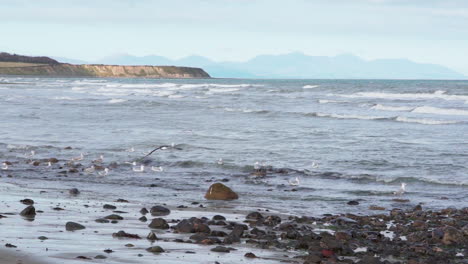 Aves-Marinas-En-La-Costa-Rocosa-De-Port-Beach,-Irlanda---Cámara-Lenta