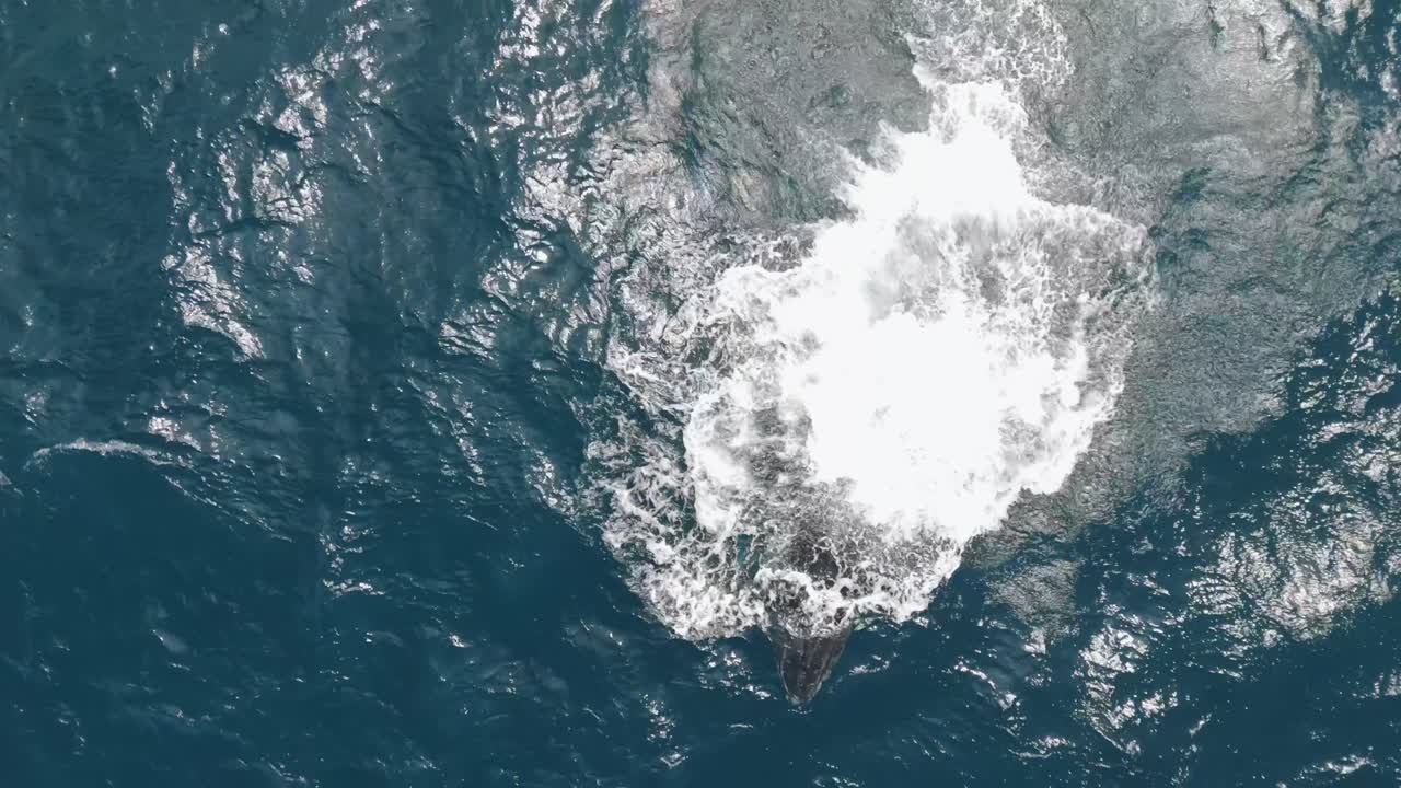 Aerial top-down of humpback whale calf breaching, spinning, splashing on sunlit ocean near Sydney, Australia—resurfaces to breathe and spray water spout.