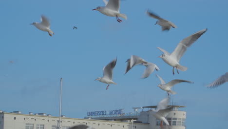 flock of seagulls flying against sunny blue sky in gdynia, poland