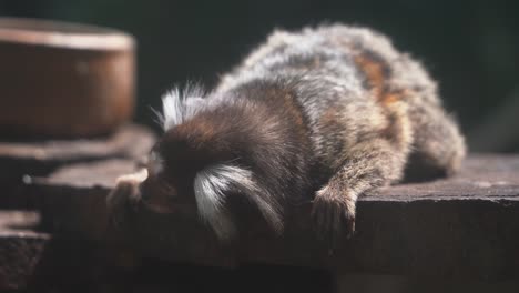 pequeño y esponjoso tití común, callithrix jacchus tendido en un tocón de árbol, dándose la vuelta para encontrar una mejor posición para dormir en un entorno cerrado en el parque de vida silvestre