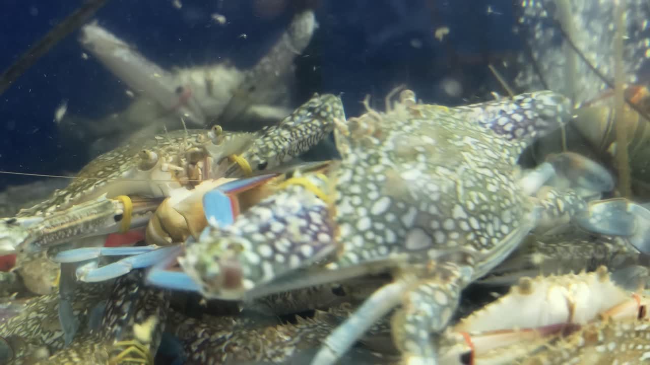 Live Crabs and Shrimp in Market