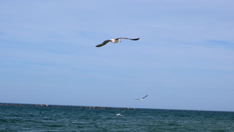 wide shot of seagull shaking her body while flying over the water