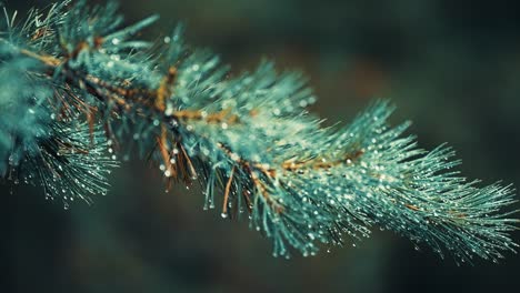 A-close-up-shot-of-the-branches-of-the-young-spruce-tree-top-strewn-with-tiny-raindrops