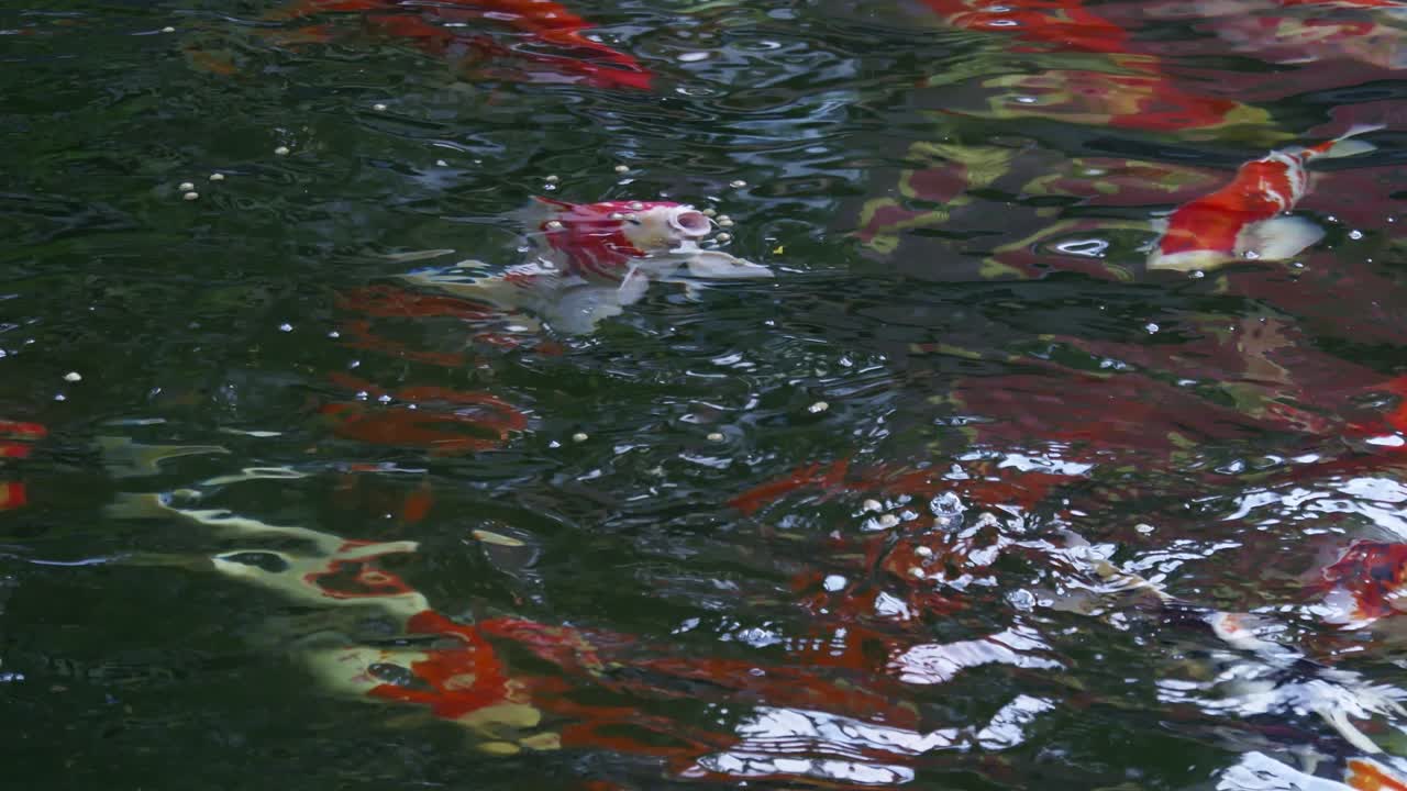 Colorful koi fish gracefully swim a serene pond showcasing nature's beauty a Japanese garden