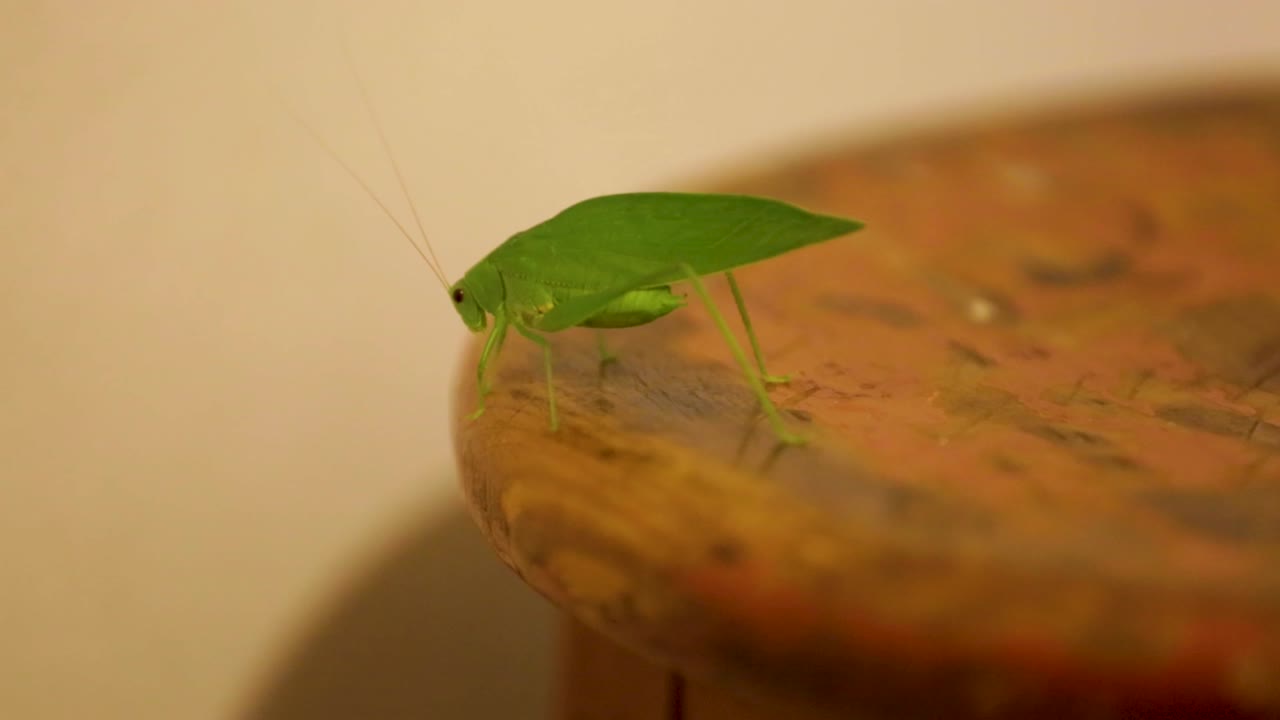 A Tettigoniidae, also known as katydids, or bush crickets, or esperanca, jumps, walks crawls, moves around the house