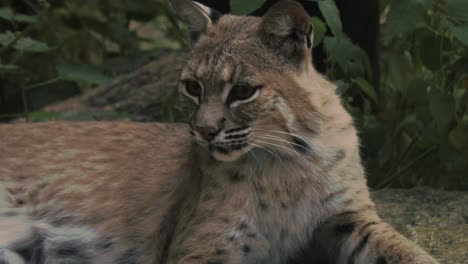 A-tight-shot-of-a-bobcat-as-it-lays-in-a-forest-while-breathing-heavily