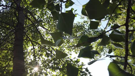 sun shine through the tree green leaves slow motion