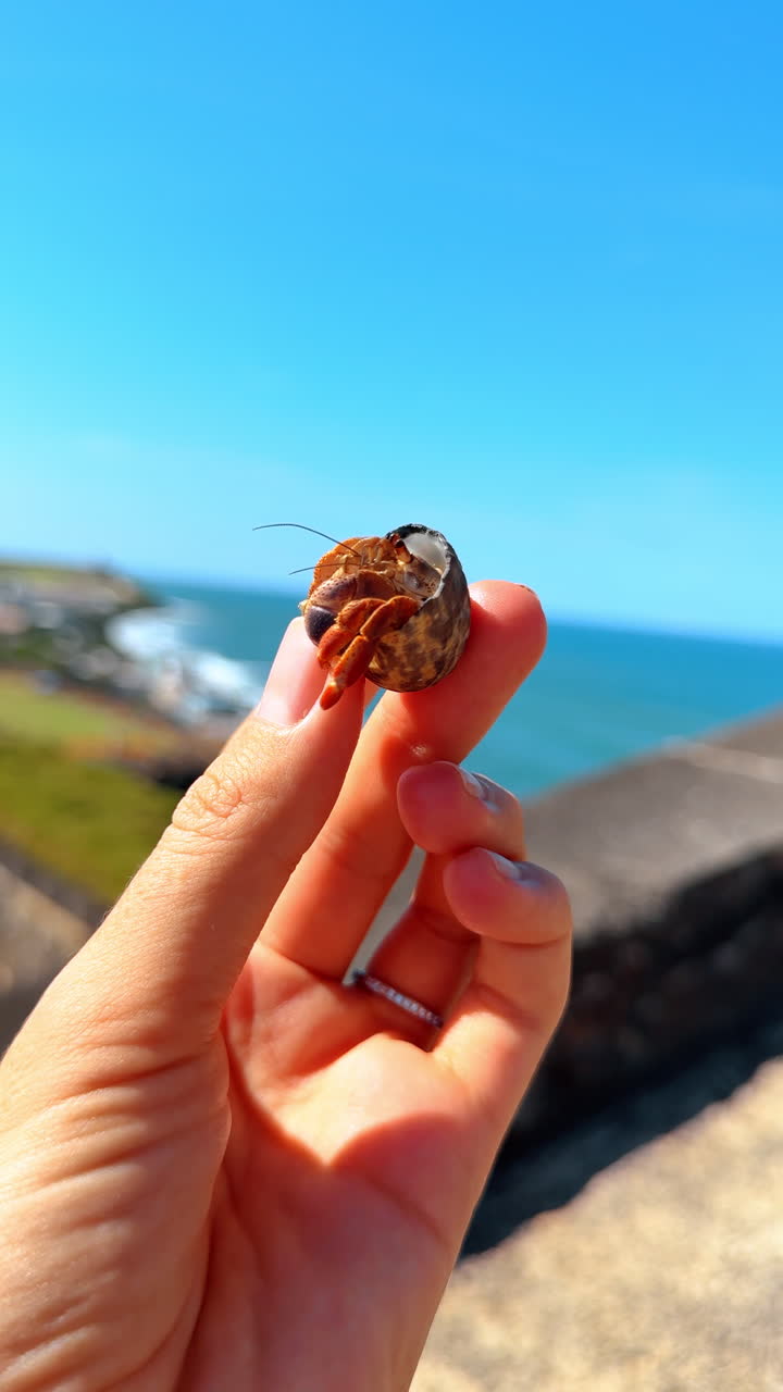 A person holds a hermit crab in their hand while standing near the coastline. The ocean sparkles in the background under a clear blue sky
