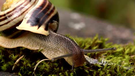 The snail eating some grass 4K FS700 Odyssey 7Q
