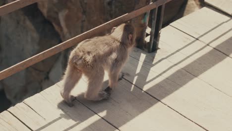 baby japanese macaque walking on wooden bridge in japan