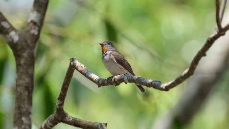 Looking-up-and-down,-the-tiny-Red-throated-Flycatcher,-Ficedula-albicilla-is-preening-its-feathers-while-perching-on-a-tree,-and-then-flew-out-of-the-upper-left-side-of-the-frame