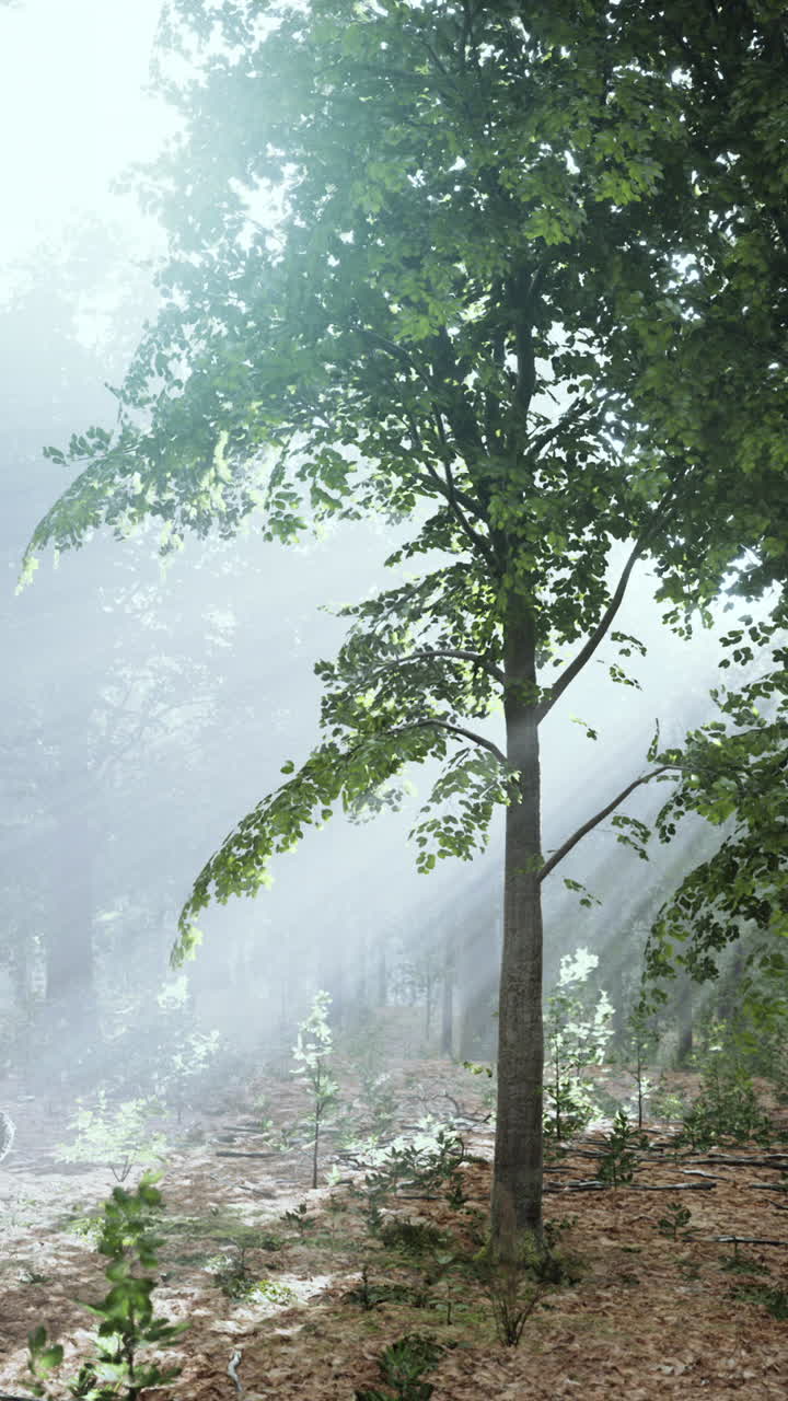 숲 속 의 안개 를 통과 하는 빛