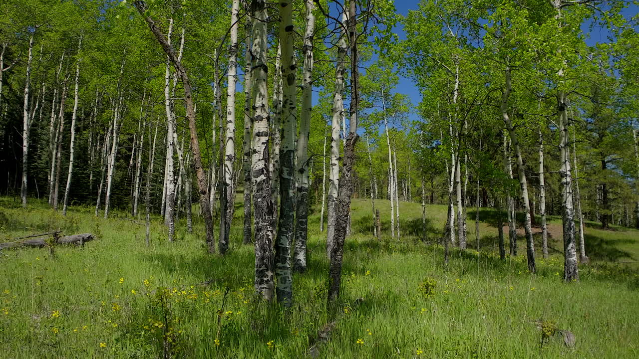 árbol de aspen primavera flor amarilla púrpura en el bosque de colorado cinematográfico avión no tripulado exuberante hierba verde después de la lluvia de día luz del sol pacífico senderos de senderismo de montaña rocosa denver coníferas de hoja perenne estados unidos derecho