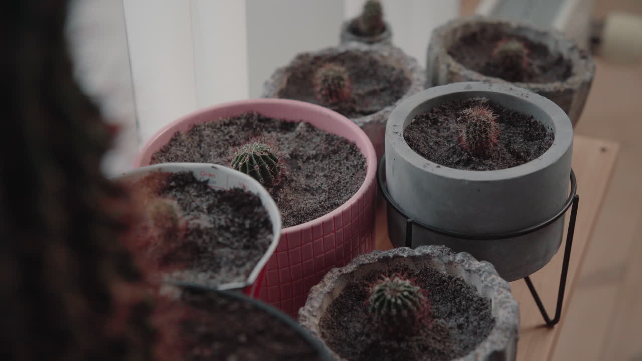 Zoom Out Many newly plotted mini baby cactuses on a wooden board near the window 4K