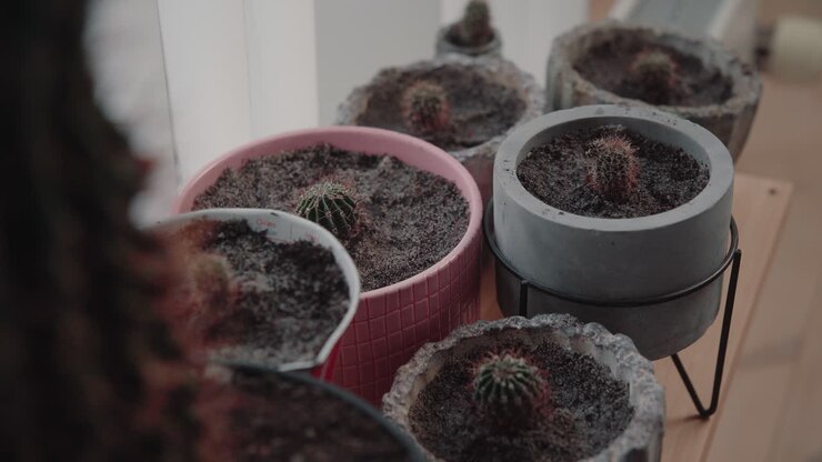 Zoom indietro. Molti piccoli cactus appena messi a dimora su una tavola di legno vicino alla finestra 4K.